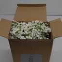 Janinka 50 Pcs Artificial Baby Breath Flowers Fake Gypsophila Bouquets 20.8 Inch Faux Gypsophila Flowers DIY Floral Bouquets for Arrangement Wreath Wedding Party Decor (White)
