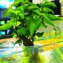 2 x DONGKER Aquarium Plant Holder,2 PCS Hanging Fish Tank Plant Pot for Fish Tank Wall Thickness up to 1.2cm/0.5" (Round Opening)