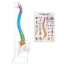 NLShan 34.6'' Full Size Human Spine Skeleton Model, Colored Anatomical Spine Model with All Nerves, Arteries, Lumbar Column, Removable Femur, Realistic Vertebra Model for Teaching, Study and Display