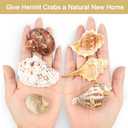 ECVLRTK 15 Pcs of Medium Hermit Crab Shells Natural Conch Size 1.3-3 in, Opening Size 0.6-1.5in. Growth Turbo Shells Suitable for Natural Hermit Crab Supplies Conch Ornaments