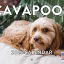 Cavapoo Calendar 2026 Wall Monthly Cavapoos Gifts For Cavapoo Lovers Women Men Mom Dad | American Made In The USA