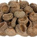 2 x Angoily Natural Acorn Shells 50Pcs 0.78In Dried Acorn Craft Decorations for Autumn Wedding Christmas Tree Photo Props Home Party Hanging Ornaments
