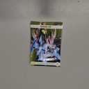 5 x Seeds Borage Starflower Cucumber Grass Annual Herb Indoor Non GMO Heirloom