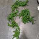 2 Pack Christmas Norfolk Pine Garlands 6FT, Real Touch Artificial Greenery Garland – Full Evergreen Pine Garland for Mantle, Fireplace, Table, Wall, Stairs & Outdoor Holiday Décor