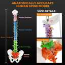 BEAMNOVA Flexible Anatomy Spine Model 85cm/33.46in Bendable with Holder Stand Colored Vertebrae Lumbar Spine Model with Nerves for Chiropractors Life Size Multicolored