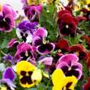 4 x 100+ Seeds Viola Swiss Giant Mix - Flower Multicolor