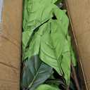 Artificial Fiddle Leaf Fig Tree 6FT - Large Fake Tree with White Planter, Tall Faux Ficus Lyrata Tree Floor Plants for Indoor Home Decor Office Living Room Housewarming Gift, 1Pack