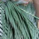 Jutom 100 Pcs 25 Inch Artificial Palm Leaves Decor Large Tropical Faux Plants Plastic Fronds Fake Palm Branches Tree Leaves for Sunday Tree Vase Jungle Beach Party Wedding Decoration