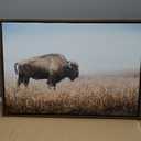Kate and Laurel Sylvie American Bison Buffalo in Prairie Grass Framed Canvas Wall Art, 23x33 Brown, Prairie Animal Wall Art Decor