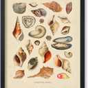 Poster Master Vintage Sea Shells Print - Aquatic Poster - Marine Life Art - Housewarming Gift for Men & Women - Minimal Decor for Office, Living Room or Bedroom - 8x10 UNFRAMED Wall Art (8L" x 10W", Style-19)