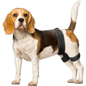 CHAMIN Dog Hip Brace  Support Harness for Hip Dysplasia, Joint Pain Relief, Prevents Hip Joint Issues, Orthopedic Support for Dogs(Medium)