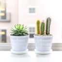 Pulovin 5LB Succulent and Cactus Pebbles, 1/5 Inch Jade Pebbles for Indoor Plants, Decorative Gravel for Vases, Bamboo, Succulent, Terrarium, Crafts, Cactus