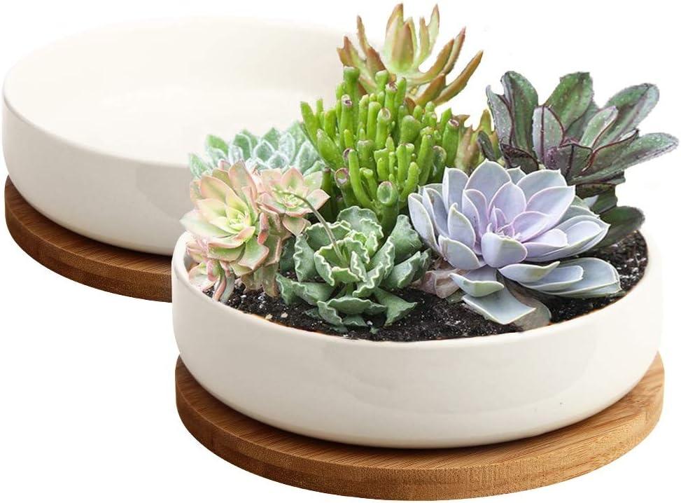 ZOUTOG Succulent Pots,6 Inch Succulent Planters with Drainage and Tray,White Ceramic Planters for Indoor Plants,Round Shallow Flower Plant Pots,Pack of 2 (6.14*1.57 inches)