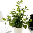19'' Artificial Ficus Plant in White Textured Ceramic Pot Realistic Faux Greenery with Lifelike Leaves Fake Plants for Indoor Home Office Bathroom Shelf Desk Tabletop Decor