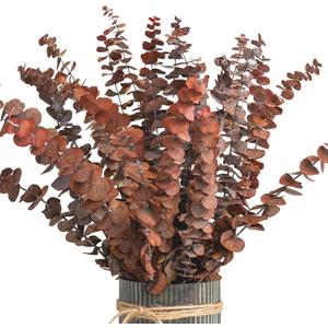Eucalyptus Leaves/Stems, Natural - Dried - Perserved Eucalyptus, Real Plant, for Wedding, Home Decor, DIY, Total of 25 Pieces (OrangeBrownEarthy)