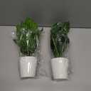 2 PCS Fake Potted Plant 12" Small Artificial Plants Indoor, Faux Greenery Monstera Dieffenbachia Plant in Pot, Artificial Tropical Plants for Home Office Table Shelf Window Centerpieces Decor