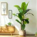 Erimda 8.2FT Artificial Banana Tree, Lifelike Fake Banana Leaf Tropical Silk Tree, Easy Assembly Faux Floor Plant with Sturdy Trunk, Maintenance Free for Indoor Home Patio Pool Outdoor Tropical Decor