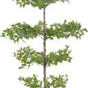 Artificial Black Olive Tree 6ft – Faux Shady Lady Tree with Natural Wood Branches & Realistic Green Leaves, 6 Feet Tall Potted Fake Olive Tree for Indoor Home or Office Decor