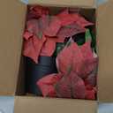 Poinsettias Artificial Christmas Flowers Tabletop Small Red Poinsettia Plant Artificial 9 Inch Faux Winter Flowers for Xmas Ornament Porch Home Garden Decorations(2 Pack)