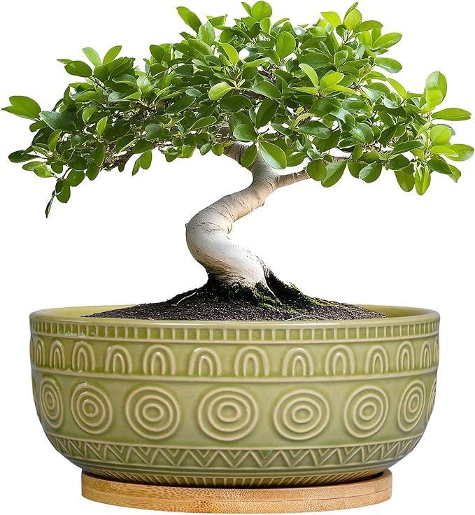 Eightpot Bonsai Pots  8 Inch Ceramic Succulent Pots with Drainage Hole and Saucer, Shallow Round Planter for Indoor Plants, Boho Bowl Planter, Room Decor, Green