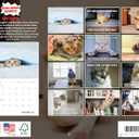 Funny Cat Calendar 2026 Funny Gift Cats Monthly Wall Calender 12 Month | American Made In The USA