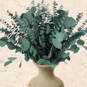 32 Pcs Large Dried Eucalyptus & Silver Dollar Leaves Bundle - 100% Natural Real Fresh Plants, 17" Preserved Eucalyptus Stems for Shower Hanging, Bathroom Decor, Garland, Greenery Plant (32)