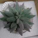 Der Rose Set of 4 Succulents Plants Artificial Fake Plants for Living Room Bathroom Bedroom Aesthetic Home Kitchen Decor