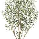 Nafresh Super Full Faux Olive Tree, 6FT Artificial Olive Tree Indoor, Fake Silk Trees with Realistic Leaves and Lifelike Fruits for Indoor Outdoor Living Room Corner Office Bedroom Home Decor