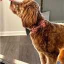 Lionheart Glory Valentine's Day Dog Collar With Bowtie for Large Dogs - Hearts Bear Spring Pink Pet Collar Bows (Large (Pack of 1)