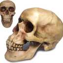 Zomhaos Resin Skull Decor, Plastic Skull Model for Home, Shrunken Head Life Size Skeleton, Simulation Skeleton Head Medical Skull Art Copy for Halloween Decor