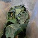 Nearly Natural 6ft Fiddle Leaf Fig Artificial Tree with 6 Natural Trunks, 270 Lush Green Leaves