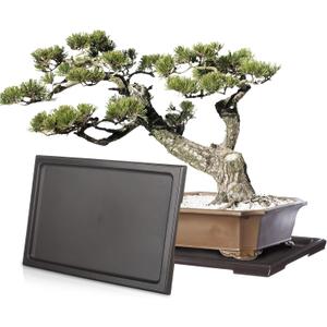 Pinkunn 2 Pcs Bonsai Humidity Tray Rectangular Drip Tray Plastic Plant Water Catcher Plant Saucers for Indoors and Outdoors Cactus,Succulents,Bonsai Tree,Stone Not Included (11 x 8 Inch)