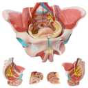 Life Size Human Female Pelvis Model with Pelvic Floor Muscles, Vessels Nerves & Reproductive, 4 Parts Removable Organs, for the teaching of physiology and hygiene in the teaching of anatomy schools