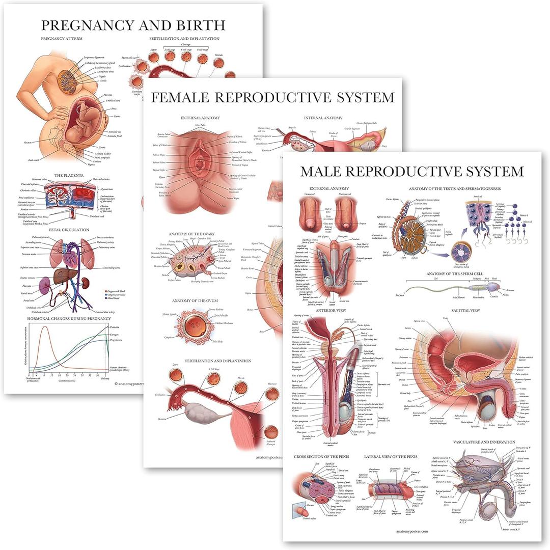Palace Learning 3 Pack - Female Reproductive System Anatomical Poster + Male Reproductive System + Pregnancy and Birth Anatomy Charts (LAMINATED, 18" x 24")