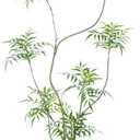 Artificial Mahonia fortunei Tree,5.3ft Tall Fake Plants Artificial Mahonia fortunei Plants for Indoor, Fake Trees for Office Home Living Room Floor Patio Greening Porch Decor (5ft 3in)