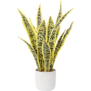 Artificial Realistic Snake Plant 21.5" with White Pot | Fake Sansevieria Greenery Plants Faux Snake Plant for Home Office Living Room Housewarming Gifts Indoor Decor-LightYellow