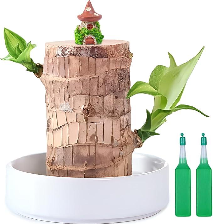 Brazilian Lucky Wood Plant,Fortune Brazil Wood Potted Plant with Mushroom House Figurine,Mini Brazil Decoration, Desk Decor for Home & Office Desktop Planter