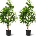 Famigmo 3FT Fake Plants Holly Leaves Potted Plant, Faux Floor Plants for Living Room Decor, Decoration for Artificial Plant Indoor, Indoor Outdoor Artificial Tree for Home Bedroom Kitchen Decor