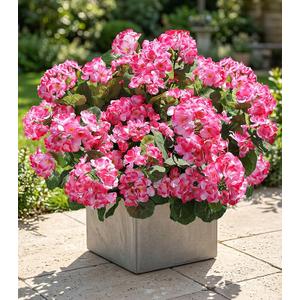 Artificial Geranium Fake Flowers for Outdoors Decoration, 6 Bundles Silk Geraniums Pink Flower UV Resistant Look Real Faux Plants for Front Door Garden Porch Planter Patio Balcony Yard Indoor Home