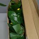 Dallisten 3 Strands Lemon Artificial Vines, 71" Lemon Silk Vine Garland with Green Leaves, Fake Hanging Plants Greenery Decor for Home, Bedroom, Wall, Party, Wedding Decoration