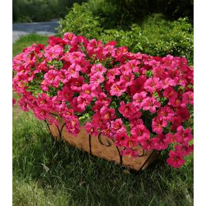 Artificial Flowers for Outdoors Fake Plants Outside Decoration, 20 Bundles Fuchsia Silk Petunia with Eucalyptus UV Resistant Realistic Faux Flowers for Outdoor Planters Garden Balcony Yard Porch Patio
