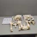 JOYIN 2PCS 36" Halloween Skeleton Decor, 3FT Full Body Stayable Movable Joints, Posable Hanging Skeletons for Halloween Decoration, Yard, Graveyard, Haunted House Props, Spooky Scene Party Favor (Yellow)