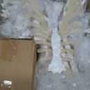 Evotech Disarticulated Human Skeleton Model For Anatomy 67 inch High, Full Size Skeleton Models with Skull, Spine, Bones, Articulated Hand & Foot, for Anatomy Medical Learning