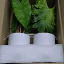 Hollyone Fake Plants Set of 2 Artificial Potted Plants Faux Plants Begonia Plants in White Pots Real Touch Leaves for Office Table Desk Shelf Bathroom Bedroom Greenery Decoration Home Indoor Decor (2 Pack (White Pots))