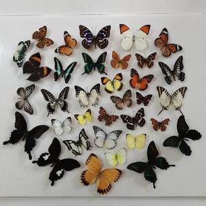 11Pcs Natural Unmounted Rhopalocera/Le Papillon/Butterfly Specimen Artwork Material Decor, Taxidermy Animals for Kids Family