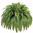 Artificial Ferns for Outdoors & Indoors, 50" Large Fake Ferns with Fruitlet & Vines, 98 Fronds Boston Fern Faux Plants Ideal for Planters Porch Garden Hall Home Decor, Hanging or Potted, UV Resistant
