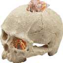 Snake Hideout, Reptile Aquarium Skull Decor, Resin Skeleton Head Fish Hide, Tank Terrarium Accessories, Reptile Hides and Caves for Fish Bearded Dragon Ball Python Leopard Gecko 4.7 × 3.5 × 3.7 Inch