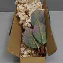 Ttranewsoo Hydrangea Artificial Flowers,Fall Hydrangeas Artificial Flowers, Fake Fall Dried Hydrangea Decoration,Faux Silk Flower with Stems Winter Decor Without VaseCream White 8PCS