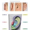 Form of the Head and Neck, Paperback