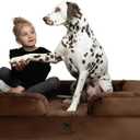NOAH & PAW XL Dog Bed, 45x35x11 Inch, Orthopedic Large Dog Beds, Eggshell Memory Foam Infused with Cooling Gel, Inner Cover, Waterproof, Machine Washable (Velvet Sofa Collection)